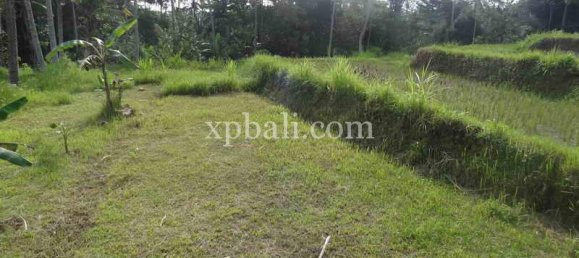 Terrain à Ubud, Indonesia 20252m² No. 3846 11