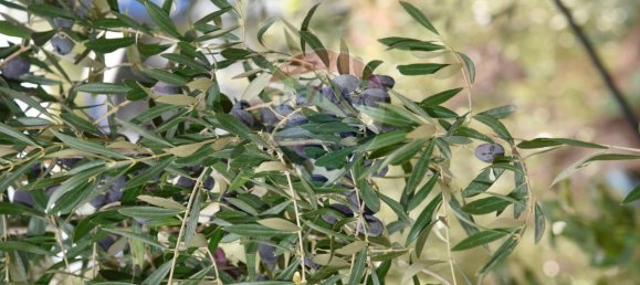 1 room Land in Santa Venerina, Italy No. 163589 16