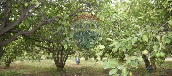 1 room Land in Santa Venerina, Italy No. 163589 13