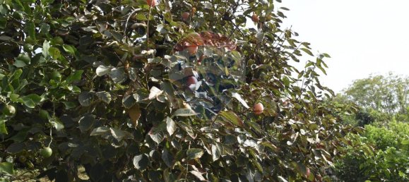 1 room Land in Santa Venerina, Italy No. 163589 25