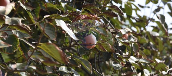 1 room Land in Santa Venerina, Italy No. 163589 26