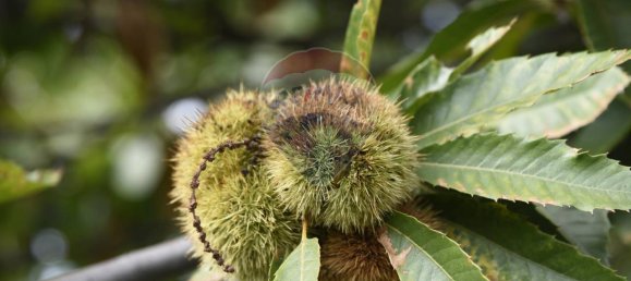 1 room Land in Santa Venerina, Italy No. 163589 30