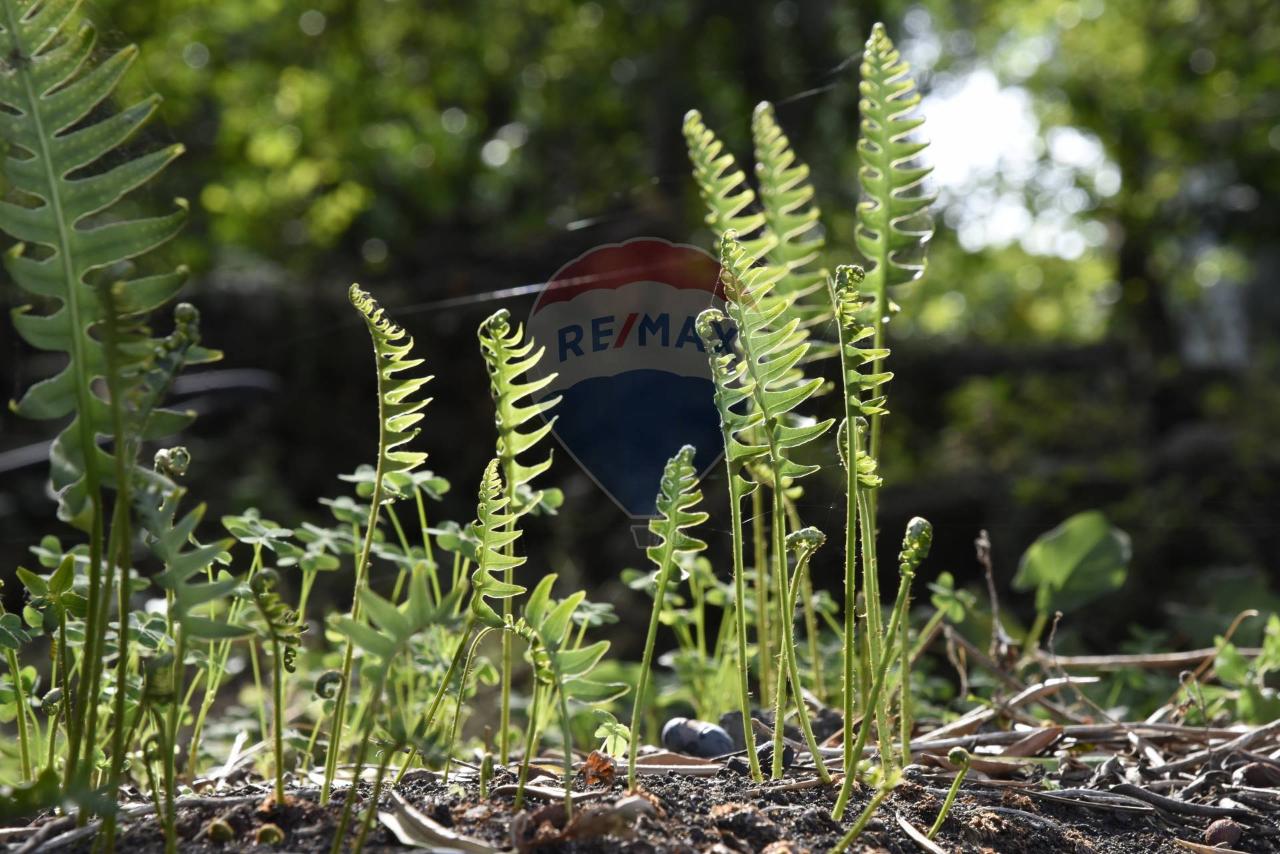 1 room Land in Santa Venerina, Italy No. 163589