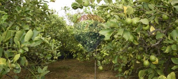 1 room Land in Santa Venerina, Italy No. 163589 19