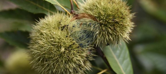 1 room Land in Santa Venerina, Italy No. 163589 31