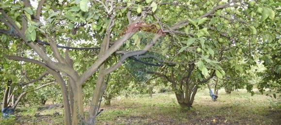 1 room Land in Santa Venerina, Italy No. 163589 8