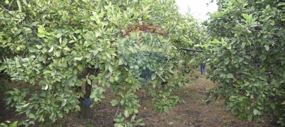 1 room Land in Santa Venerina, Italy No. 163589 18