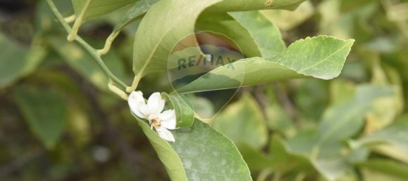 1 room Land in Santa Venerina, Italy No. 163589 9