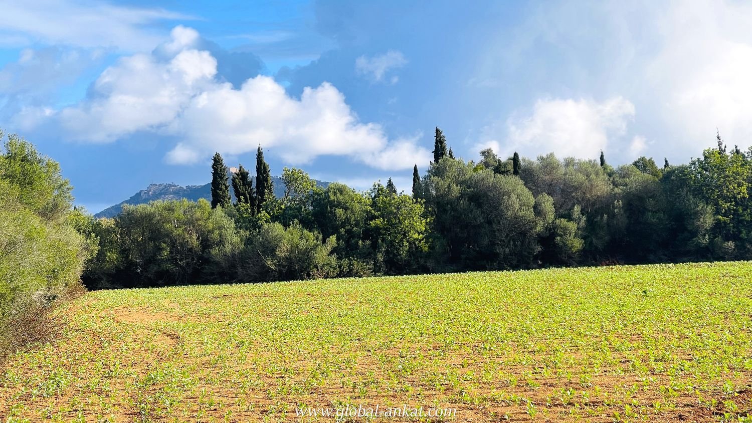  Land in Felanitx, Spain No. 159189