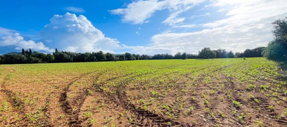  Land in Felanitx, Spain No. 159189 4