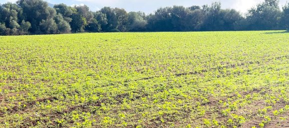  Land in Felanitx, Spain No. 159189 2