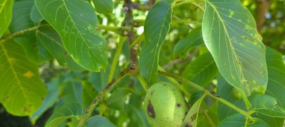 1 bedroom House in Bergisch Gladbach, Germany No. 330412 6