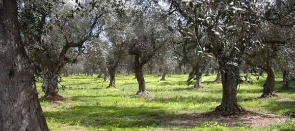 Grundstück in Trappeto, Italy 1200m², Nr. 257138 2