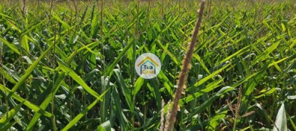 Grundstück in Barcelos, Portugal 3600m², Nr. 150789 7