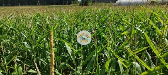 Grundstück in Barcelos, Portugal 3600m², Nr. 150789 8