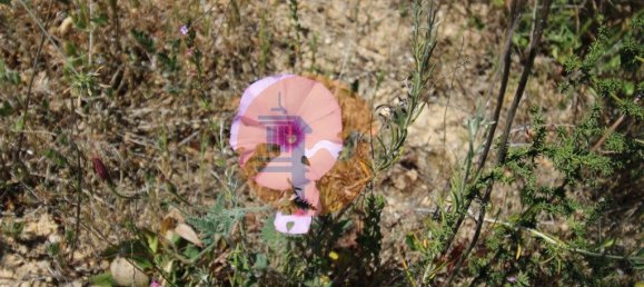 Grundstück in Faro, Portugal 880m², Nr. 45070 12