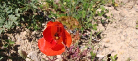 Grundstück in Faro, Portugal 880m², Nr. 45070 13