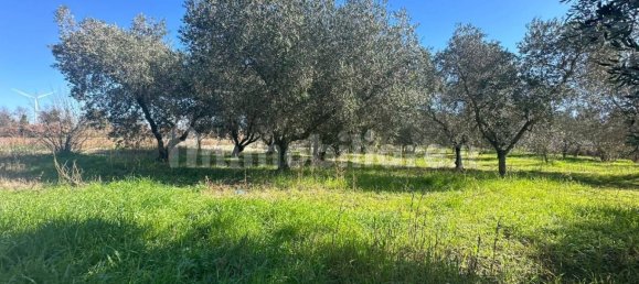 50000m² Land in Tuscania, Italy No. 166339 26