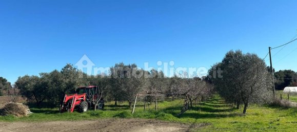50000m² Land in Tuscania, Italy No. 166339 13