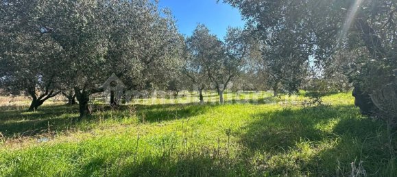 50000m² Land in Tuscania, Italy No. 166339 9