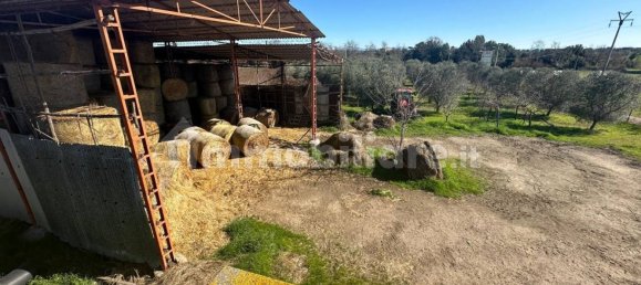 50000m² Land in Tuscania, Italy No. 166339 24