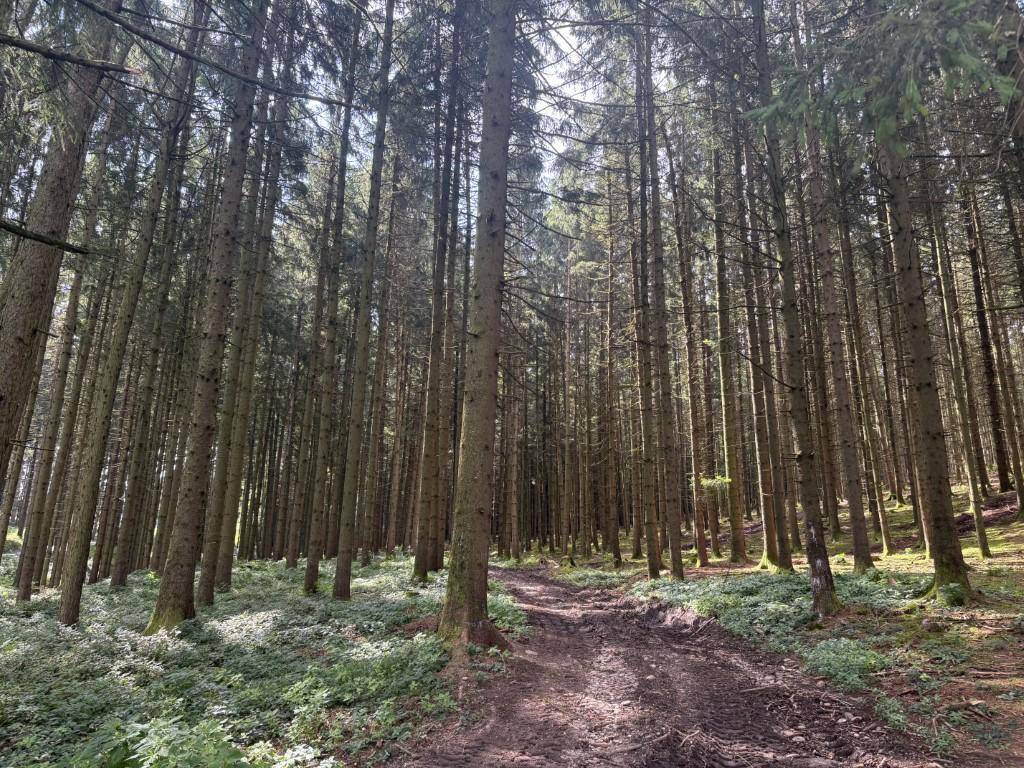 Terreno en Gurten, Austria 90815 m² No. 195400