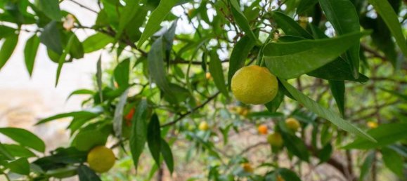 Casa de 33 habitaciónes en Barletta, Italy No. 176098 14