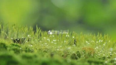  Land in Eggendorf, Austria No. 217505