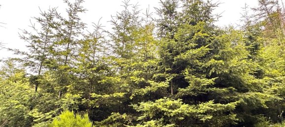 Terreno en Euskirchen, Germany 61970 m² No. 172659 2