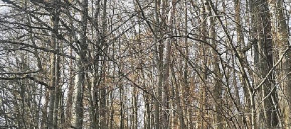 Земельный участок в Вюрцбург, Германия № 267785 7