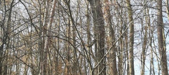 Земельный участок в Вюрцбург, Германия № 267785 4