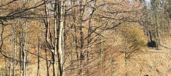 Земельный участок в Вюрцбург, Германия № 267785 6