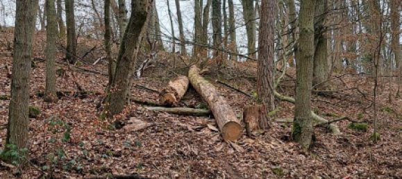 Земельный участок в Вюрцбург, Германия № 267785 2