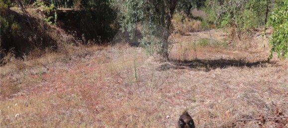 3 bedrooms House in Santo Andre das Tojeiras, Portugal No. 179464 41