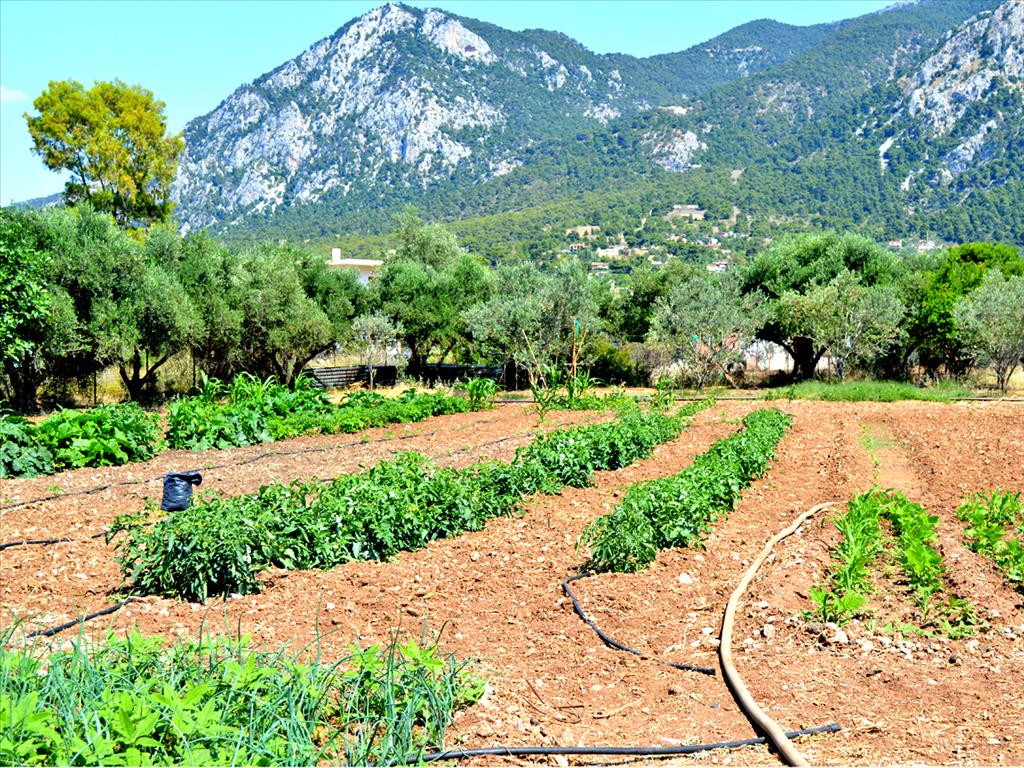 3941m² Hotel in Loutraki, Greece No. 7131