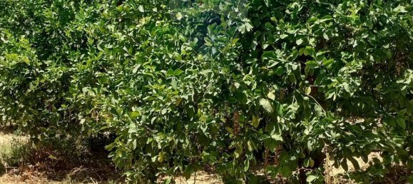 6-Zimmer Haus in Noto, Italy, Nr. 309138 38