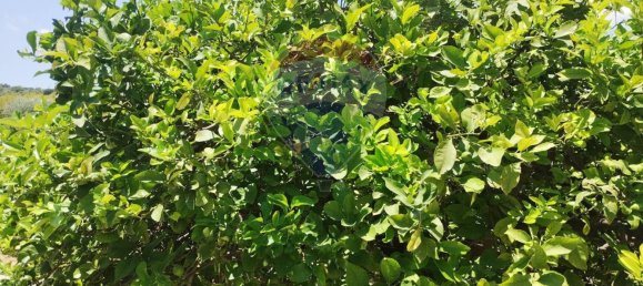 6-Zimmer Haus in Noto, Italy, Nr. 309138 44