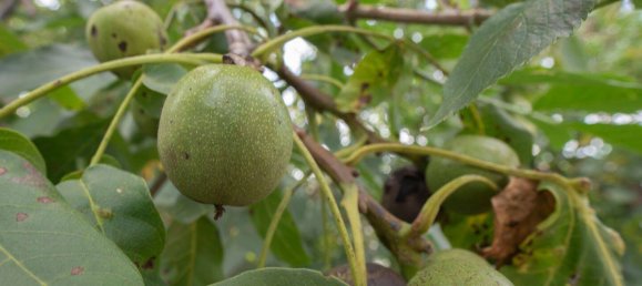 8 bedrooms Townhouse in Hochtaunuskreis, Germany No. 339937 3