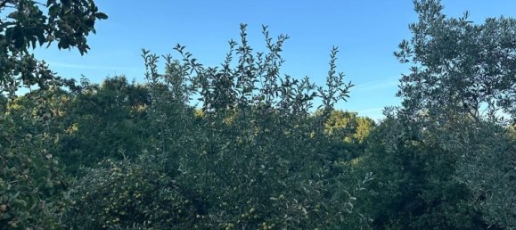 20000m² Land in Castelnuovo di Val di Cecina, Italy No. 285653 5