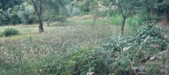 20000m² Land in Castelnuovo di Val di Cecina, Italy No. 285653 12