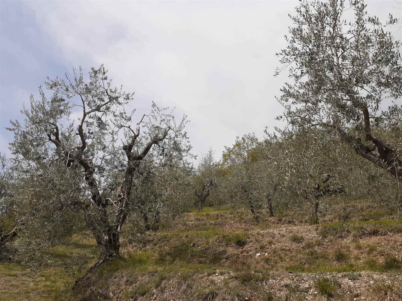 5300m² Land in Polpenazze del Garda, Italy No. 158964