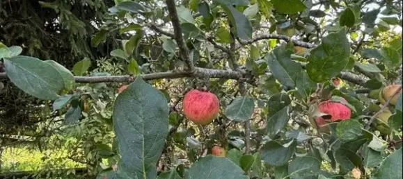 Дом с 2 спальнями в Мекленбургское Поозёрье, Германия № 365652 11