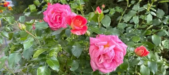 Дом с 2 спальнями в Мекленбургское Поозёрье, Германия № 365652 12