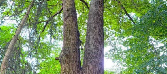 6 rooms Farm in Nuremberg, Germany No. 348395 18