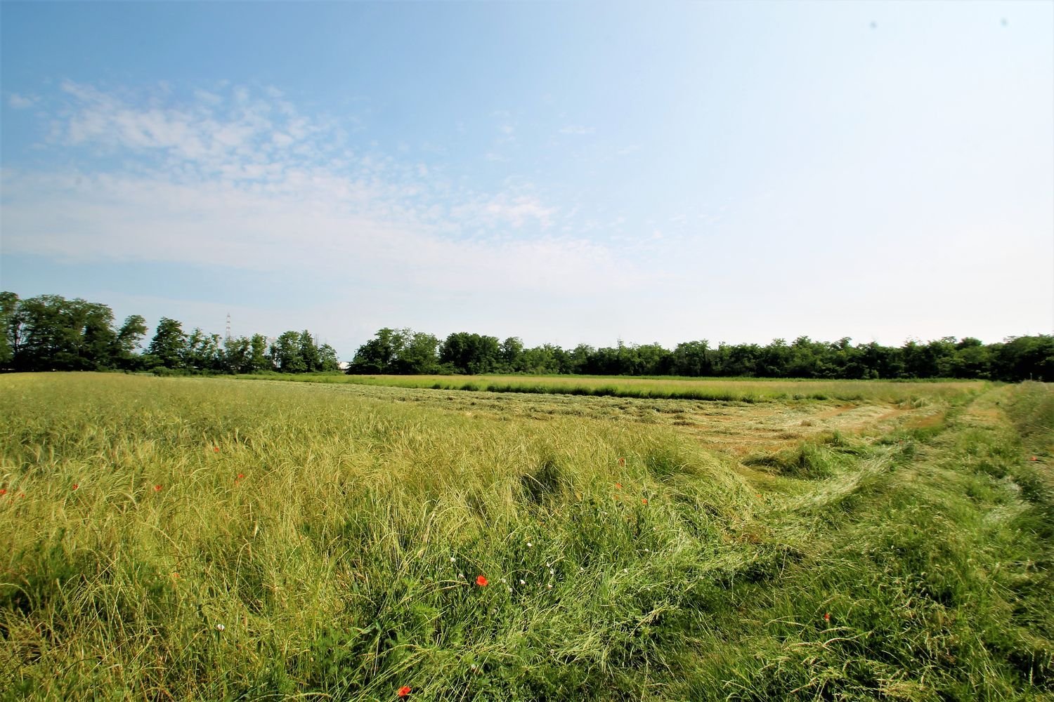 Terrain à Cambiago, Italy 4000m² No. 84878