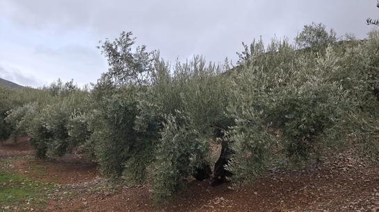 Grundstück in Fuensanta de Martos, Spain 16000m², Nr. 162011