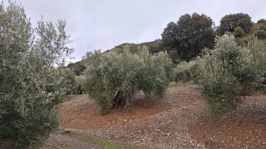 3 غرف نوم بانتهاوس في Mijas, Spain رقم 162011
