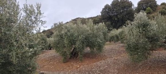 Grundstück in Fuensanta de Martos, Spain 16000m², Nr. 162011 2