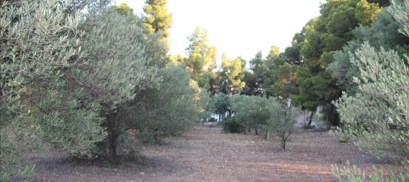  فندق في Polygyros, Greece 3600متر مربع رقم 6843 8