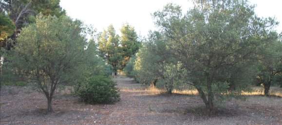 Hotel em Polygyros, Greece 3600 m² N.º 6843 7